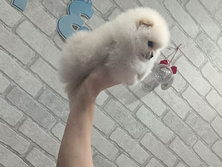 Мини(мишка) Spitz Pomeranian