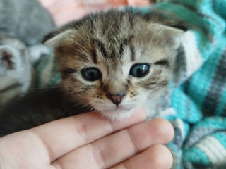 VAND PISICI foto 0