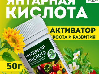 Стимулятор роста растений янтарная кислота stimularea creșterei plante succinic acid foto 2