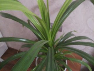 Aloe vera, dupa trei ani, si pina la trei ani, flori pentru casa, oficiu foto 6