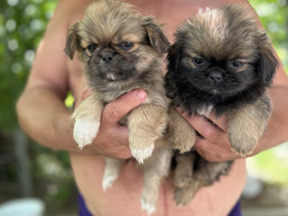 Продам очаровательных щеночков пекинеса, есть мальчики и девочки.