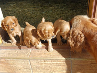 Cocker Spaniel foto 3