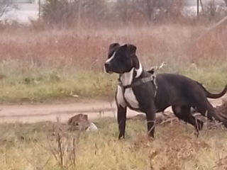 Vând cățeaua de rasă Pit bul curat foto 4