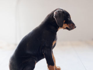 Doberman foto 6