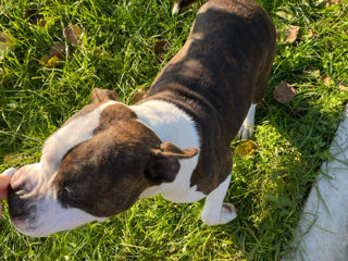 Se vinde o fetiza blinda de amstaff, din parinti campioni foto 7