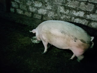 Vind porc foto 2