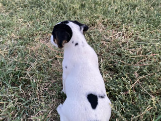 Jack Russell Terrier