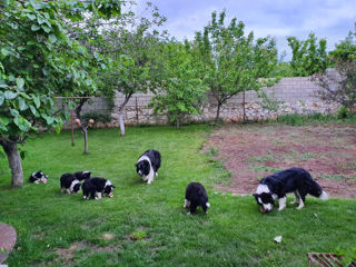 Border Collie. Căţelușii foto 10