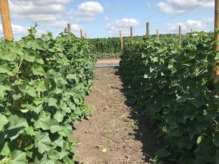 Seminte profesionale de legume pentru cultivarea in sereПрофессиональные семена овощей Rijk Zwaan foto 6