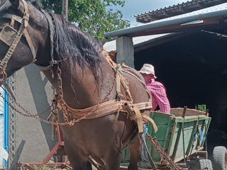 cal(iapă) cu tot cu căruță