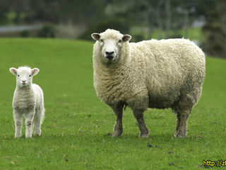 Cumpar oi berbeci capre закупаю овцы и козы ! Transportul gratis ! foto 4