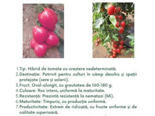 semințe profesionale de tomate, create de Sakata foto 10