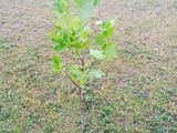 Тюльпановое дерево (Liriodendron tulipifera) foto 6