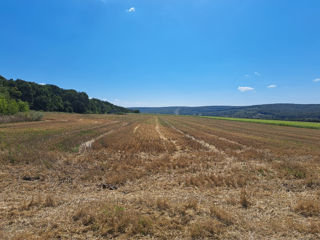 Pămînt arabil chear lingă pădure! Aproape de drumul național! 3Hectare și 2 ari! foto 3