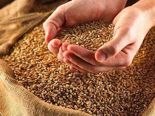 Продам Пшеницу , Кукурузу и семечки подсолнуха