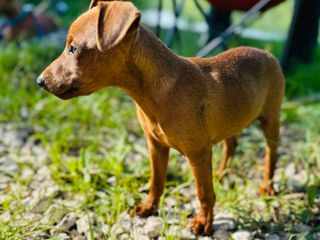 Cățelușcă Pinscher foto 6