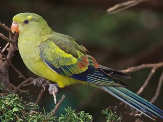 Роскошный горный попугай, птенцы - papagal regent (de munte), pui foto 3