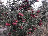 Producem pomi fructiferi pentru livezi pe garanție foto 7