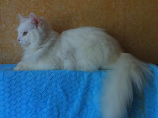 Маленький и большой снежно - белые пушистые котики . foto 2