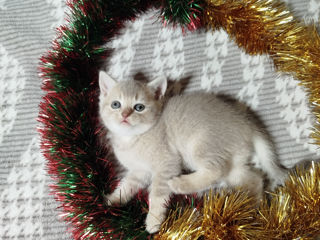 Pisici scottish fold si straight foto 6