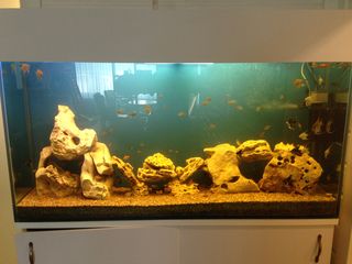 Curatenie in akvarium !!! чистый аквариум !!! изготовление, ремонт !!! foto 6
