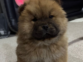 Chow Chow