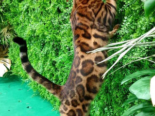 Бeнгальский шикарный кот на вязку