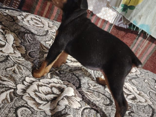 Pinscher foto 6