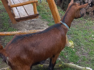 Vînd capră de rasă Alpino Franceză foto 3