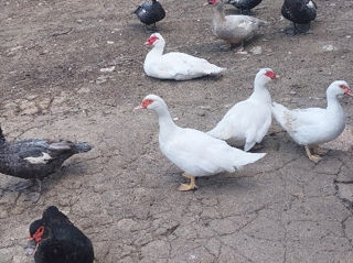 Vînd familie de rațe mute culoare albă, 1+4., 1500. foto 2