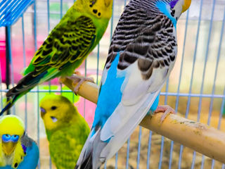 Зоосалон "Mister Dog" предлагает молодых волнистых попугаев. foto 2