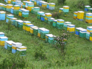 Arenda albine pentru polenizare