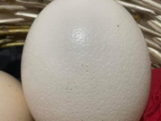Oua de struț foto 1