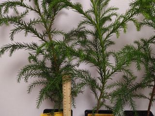 Кедр японский - Криптомерия (Cryptomeria japonica) foto 5