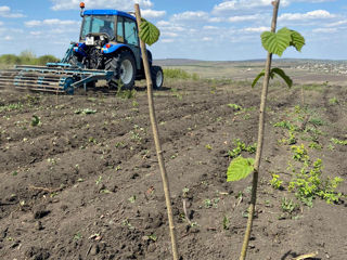 Căutăm tractorist