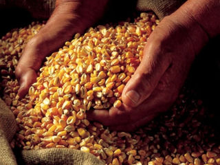 Porumb / кукуруза
