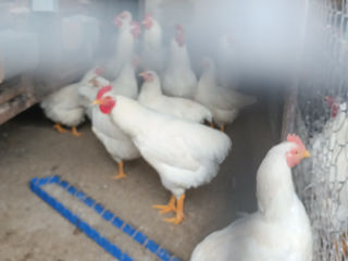 Vind ouă de găină rasa Plimutroc alb pentru incubare foto 2