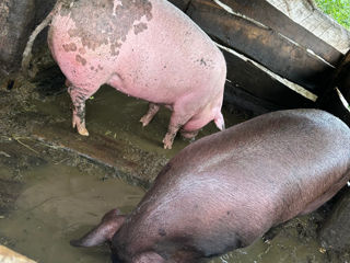 Vind un porc 130 kg foto 1