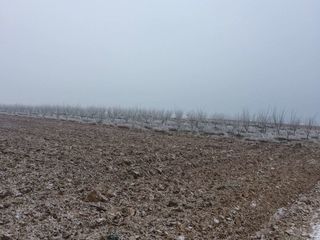 SE VÂND TERENURI AGRICOLE ÎN S. CIUTEŞTI, NISPORENI foto 4