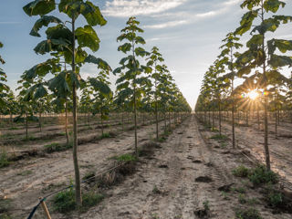 paulownia foto 9