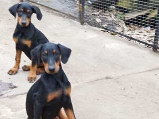 Se vînd caţei de rasă curată Doberman foto 5