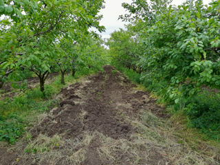 Vind livada de prune 15 ha , in Aneni Noi .Сорта Питештян и Станлей. foto 5