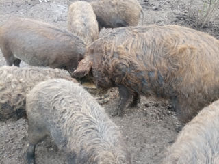 Vănd porci mangalița