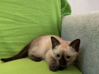 Pisici Siameze  foto 2