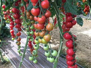 Semințe de tomate roz Sakata foto 10