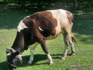 Se vinde jiunka  de a fata, de la vaca buna foto 2