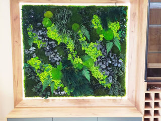 muschi decorativ, стабилизированный мох, вертикальное озеленение, gradini verticale