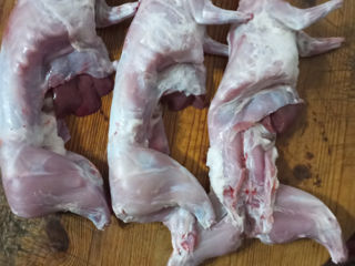 Кроличье мясо/ carne de iepuri с.Конгаз