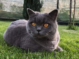 British shorthair