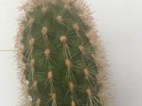 Cactusi de 15 ani, кактусы (им 15 лет) foto 6